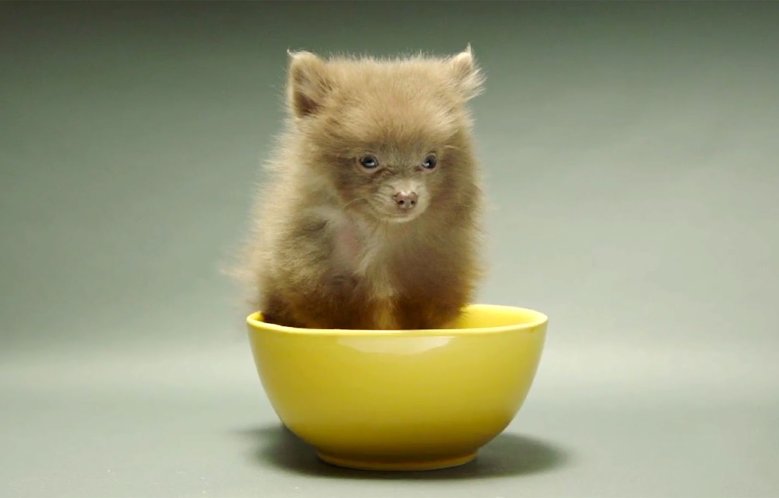 The Importance of THE PUPPY BOWL