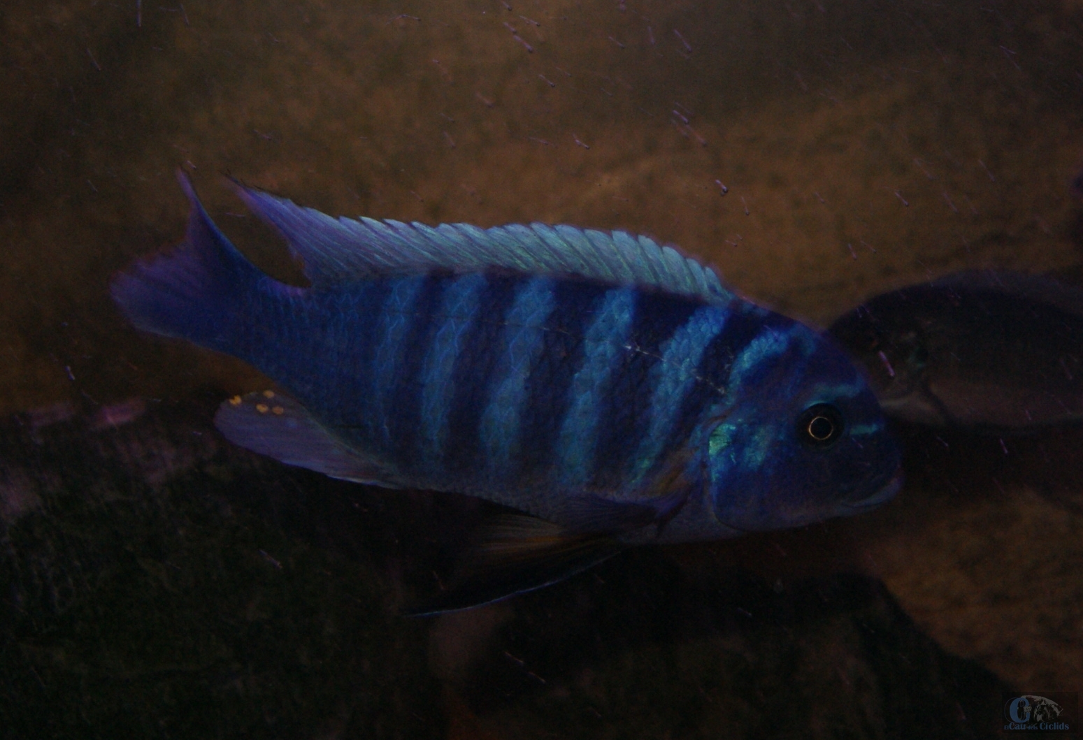 Ciclidos del Rift: Pseudotropheus Zebra Sunrise Mbamba Bay
