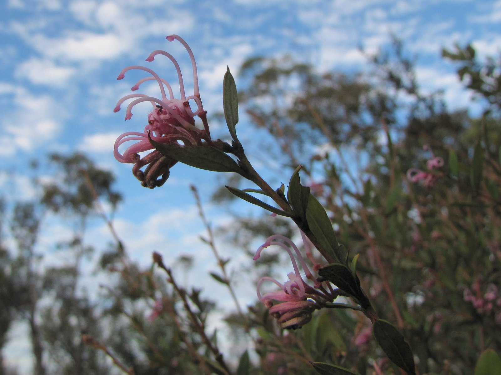 Grevillea Garden Stock Photos Grevillea Garden Stock Images Alamy