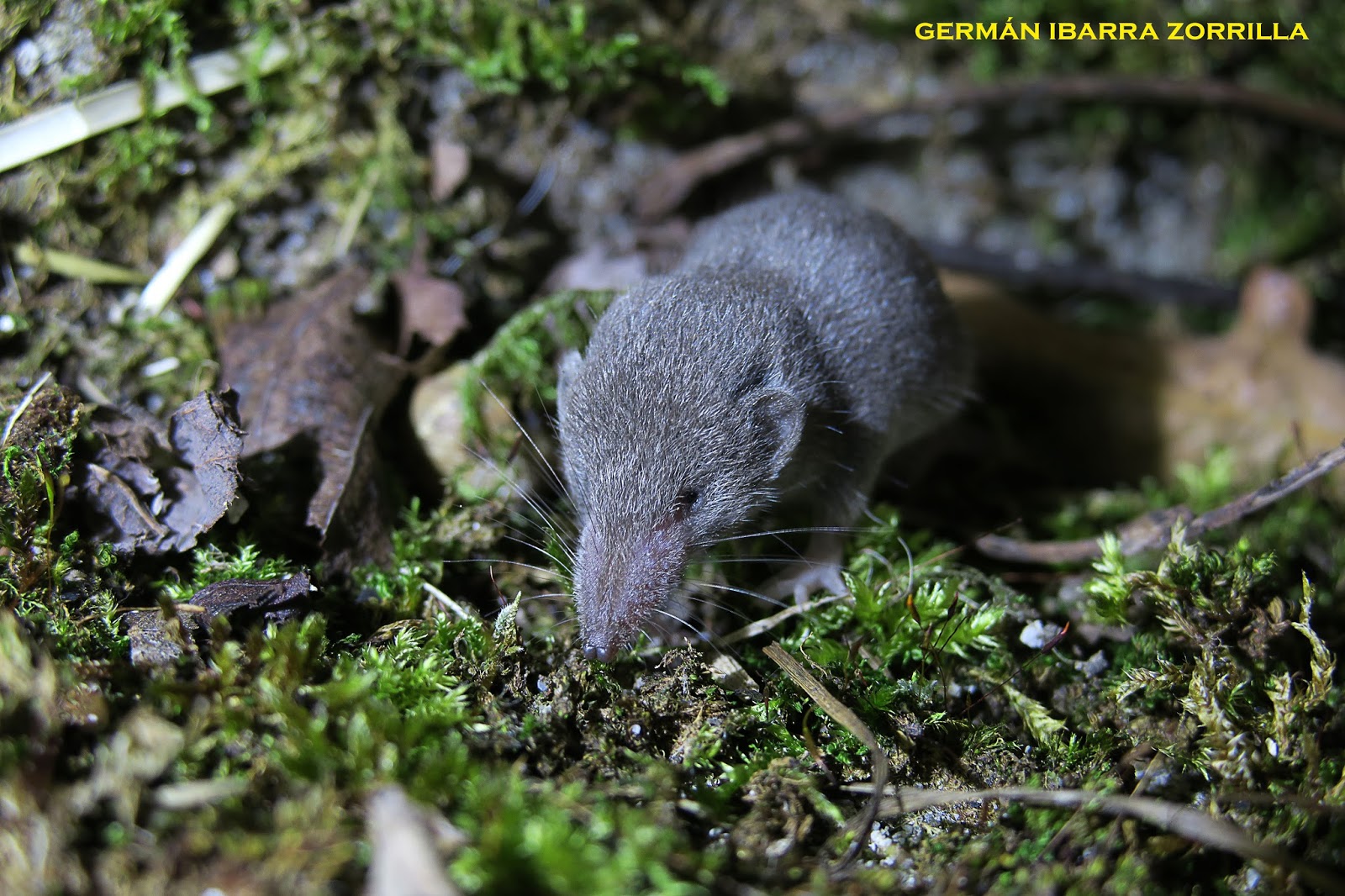 FAUNA COMPACTA el blog de Germán Ibarra Zorrilla: Musaraña gris ...