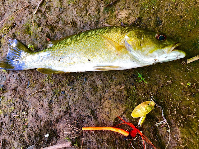 smallmouth bass while fishing in Pittsburgh