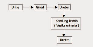80 Gambar Urutan Ginjal 80 Gambar Urutan Ginjal