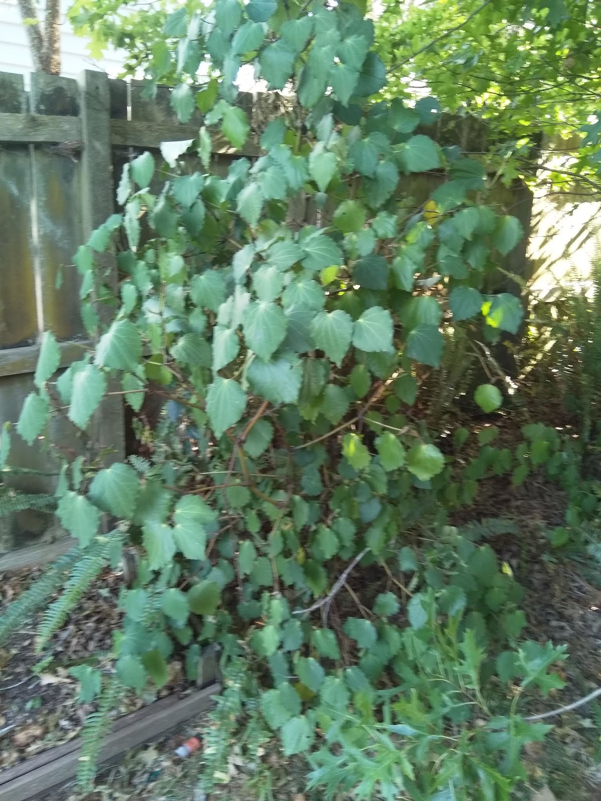 Little notes from Heather and Martin Kawakawa berries