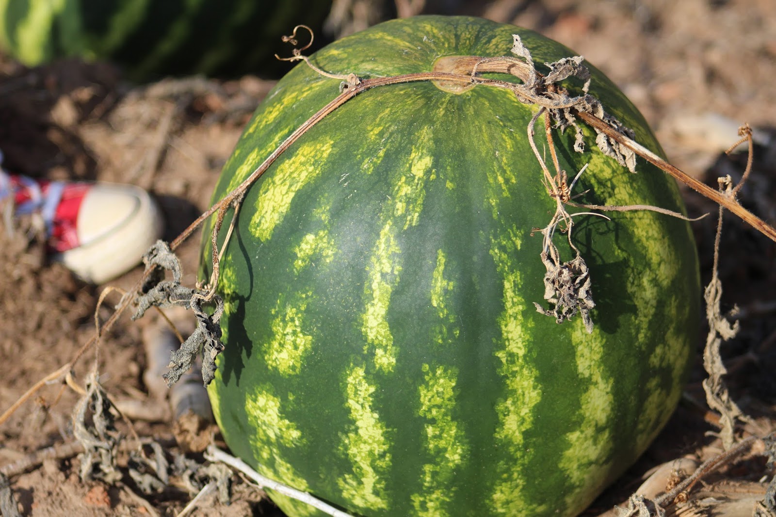 111 LaLa Lane Wild Watermelons