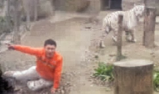 chinese man jumps into tiger cage