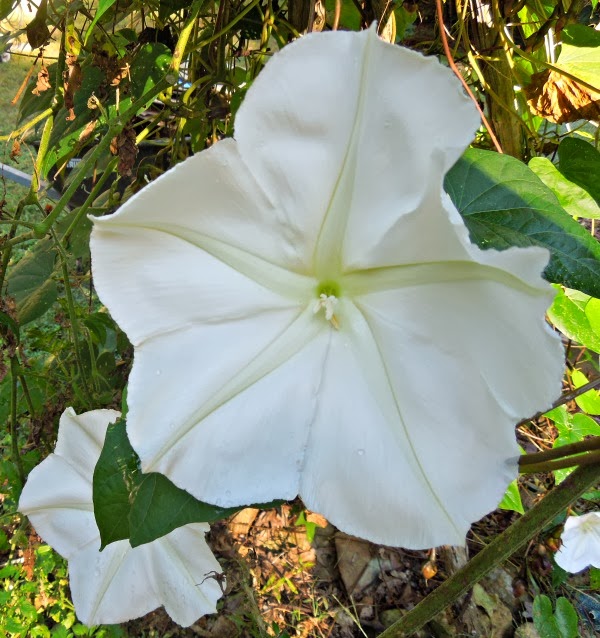 Sues in the Garden Growing the Groceries: Moonflower Seeds