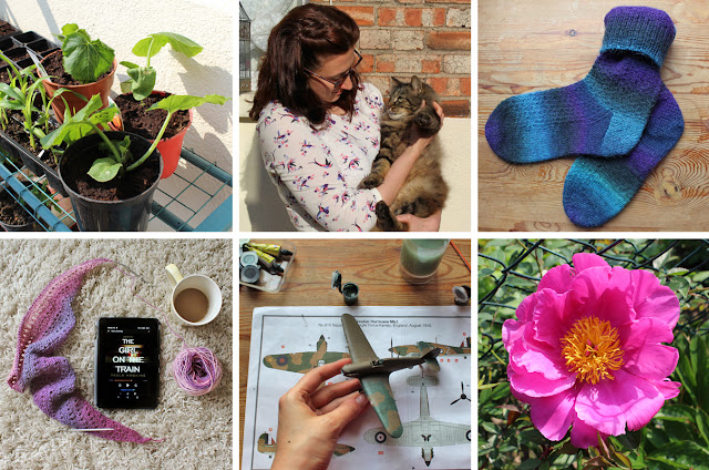 The Butterfly Balcony: Wendy's Week Kitty Cuddles & Compelling Yarns - Marrows ready to be planted // Me and the fury one // Finished Socks // New book and new knitting // My Airfix addiction continues // Pretty Peony in my garden