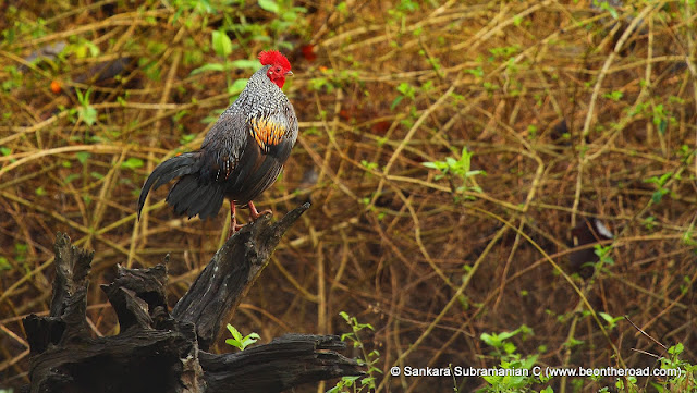 Birds at Nagarhole national park