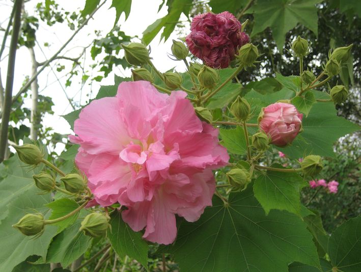 stuff from ellen's head confederate rose in bloom