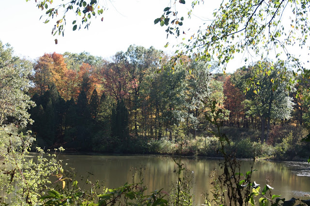 Fall colors around a lake at Morton Arboretum