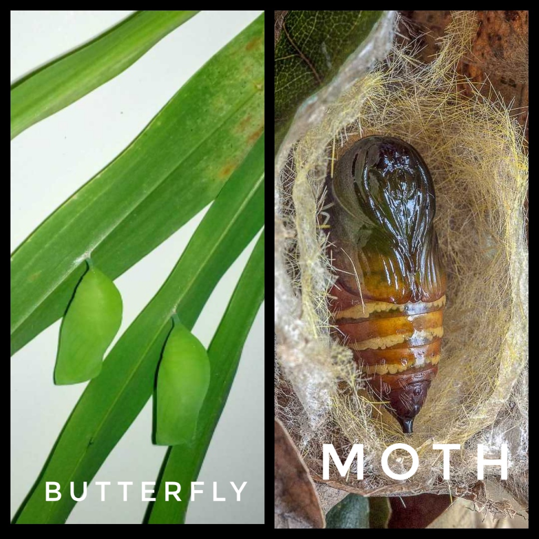 7+ points to help you in differentiation of Butterflies and Moths