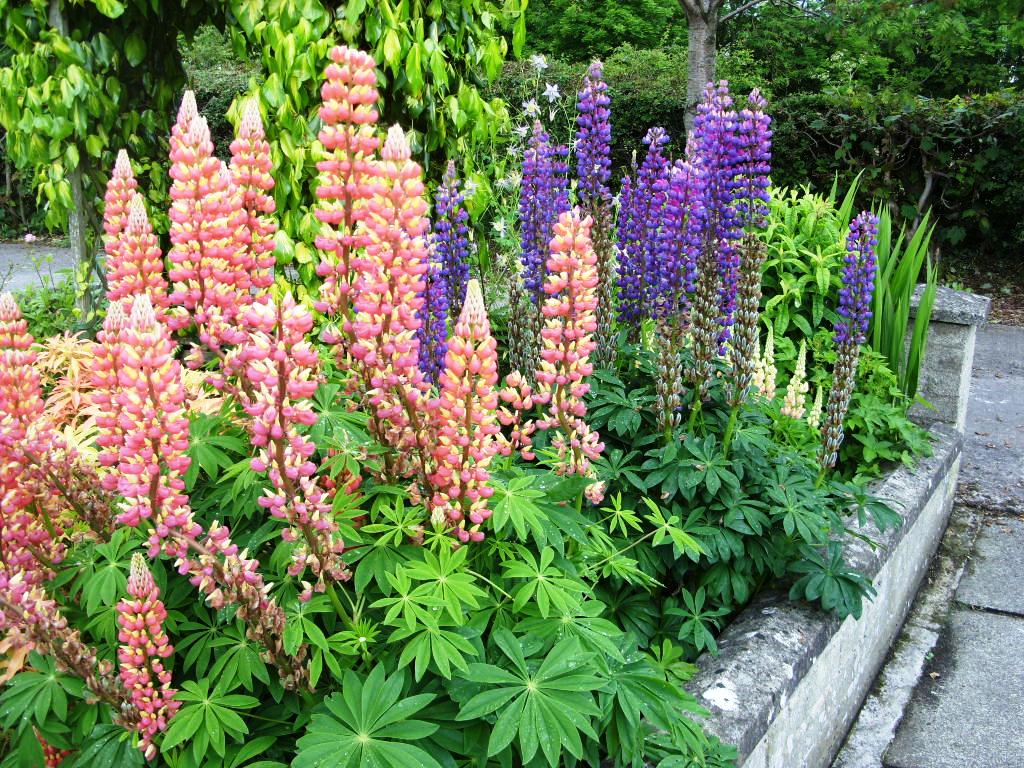 22+ Delightful Plants To Plant In June Inspiratif Design