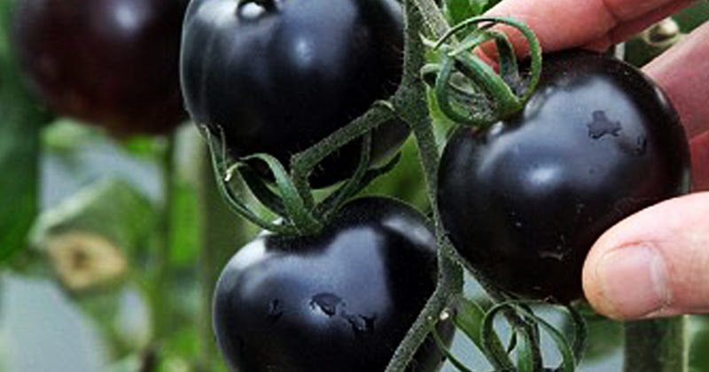 budidaya tomat hitam 