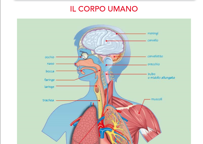 Guamodi Scuola Schede Didattiche Di Scienze Parte Ii Per Primaria E Secondaria Di I Grado