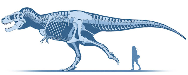 Tyrannosaurus skeletal reconstruction