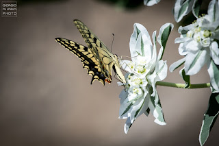 Macaone, Papilio Machaon, farfalla, butterfly, foto Ischia, Natura Ischia, Isola d' Ischia, Crisalide, bruco, livrea colorata, farfalla più grande del mondo, 