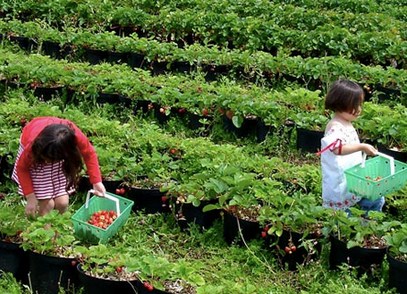 Wisata Bandung Kebun Strawberry