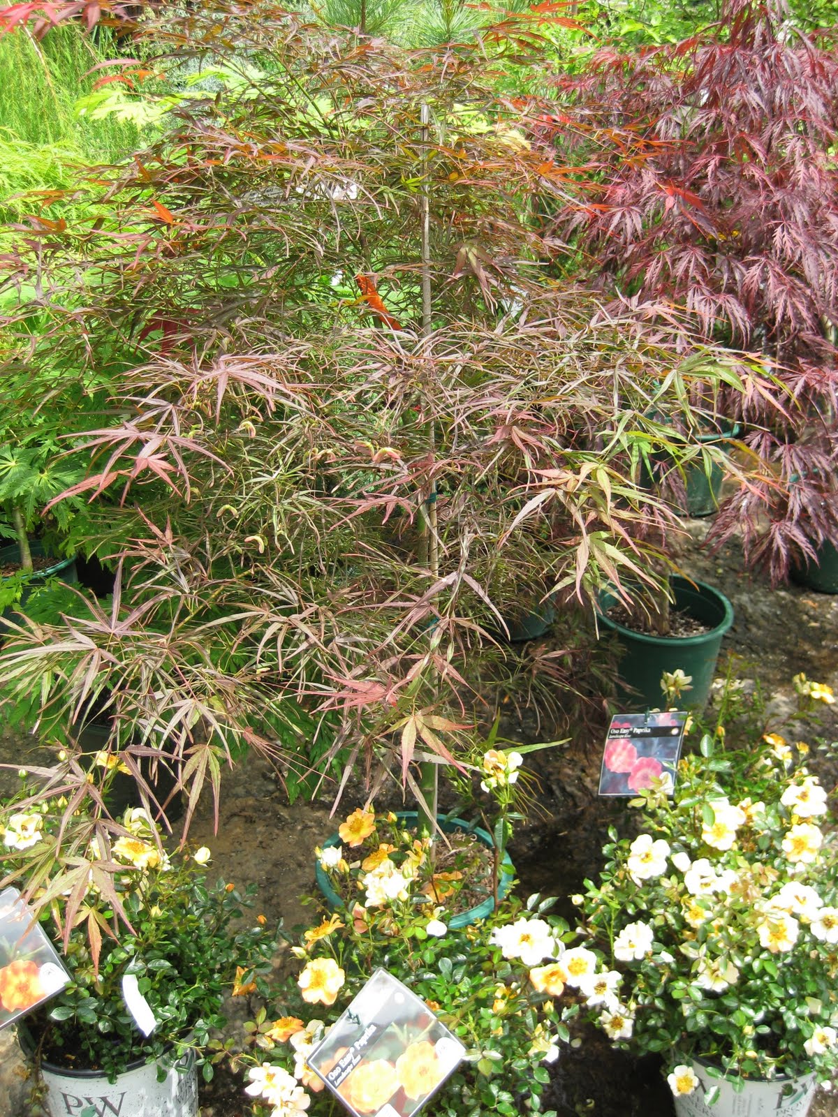 Victoria Gardens: Purple Threadleaf Japanese Maple - Acer Palm