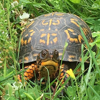 Close-up of box turtle in the grass with clover and yellow flowers