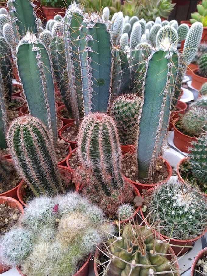 Cactus Survivals