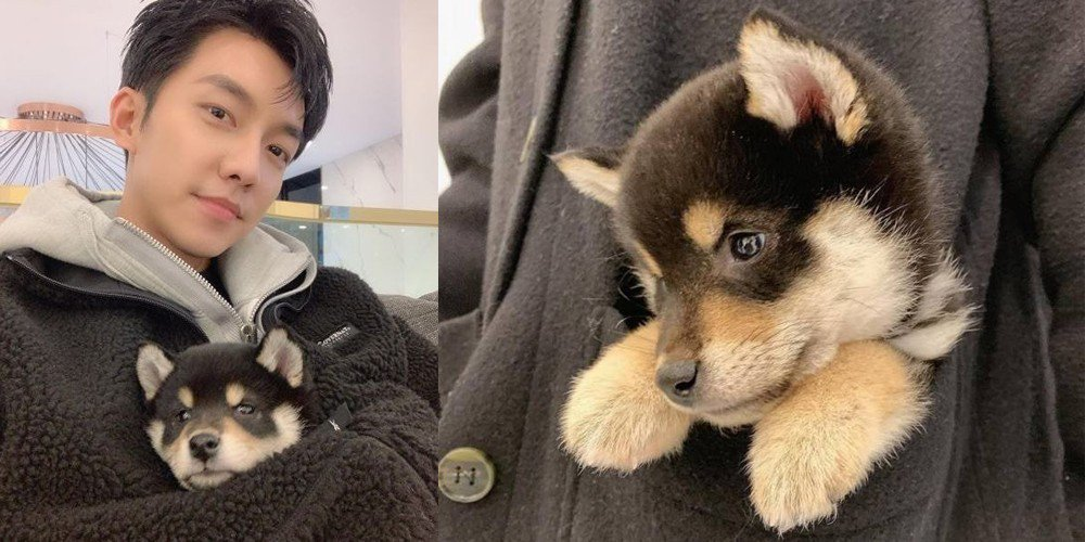 Nama Anjing Park Seo Joon dan Aktor Korea Selatan lainnya Memelihara Anjing