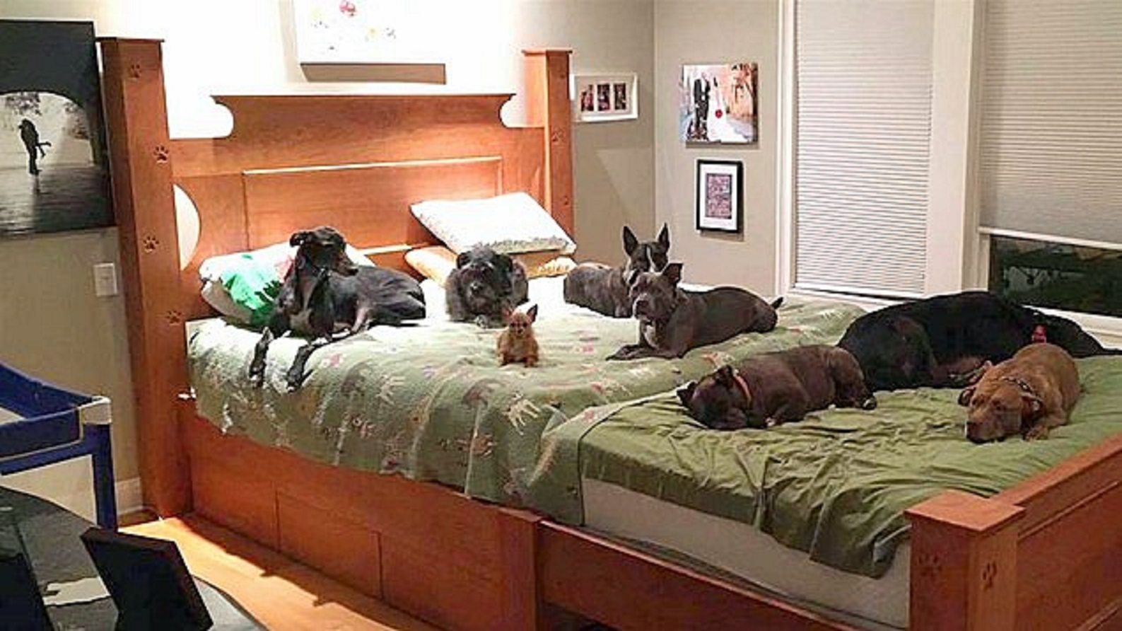 Robar a Fértil modo Pareja construye una cama gigante para que sus 8 perros rescatados puedan  dormir con ellos.
