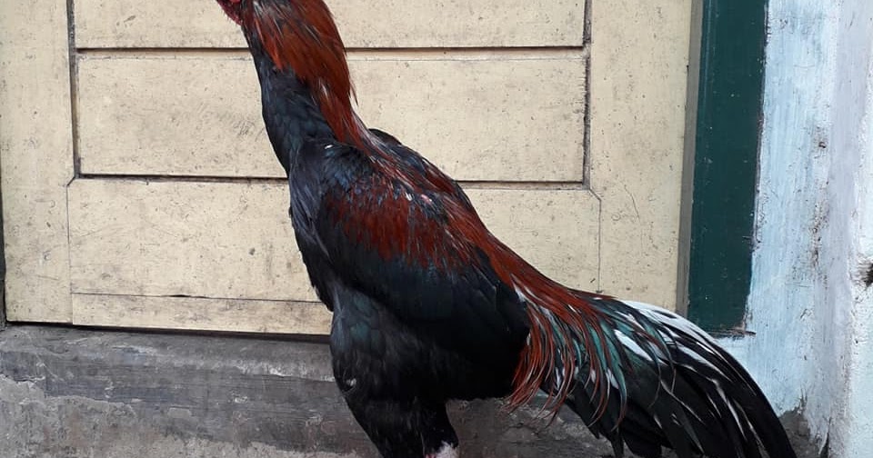 39+ Paling Top Gambar Ayam Aduan Pukul Saraf