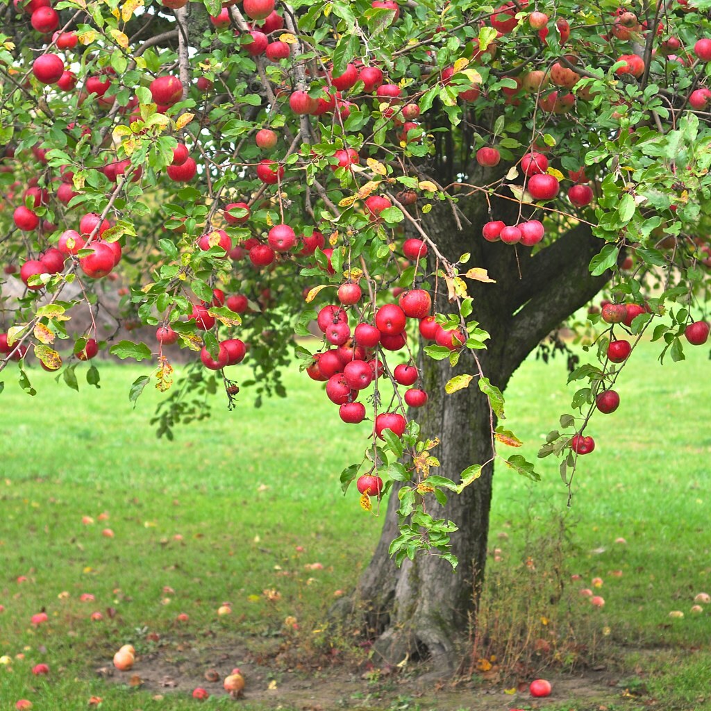 интенсивный яблоневый сад. фруктовые деревья. яблоня сиверса. яблоня карликовая с2l. яблоня аркадик дерево полукарлик.