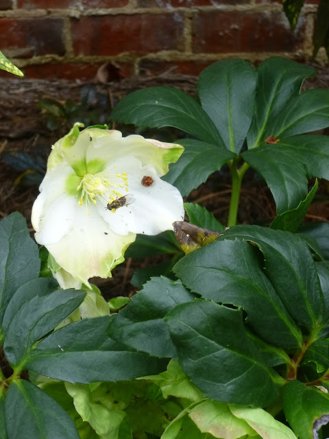 Pollinators on hellebore flower