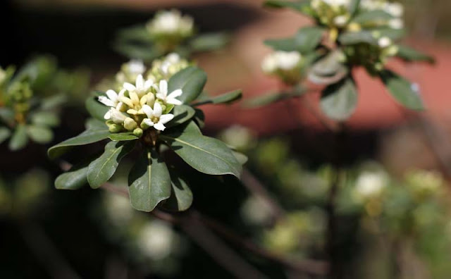 Pittosporum Tobira Flowers Pictures