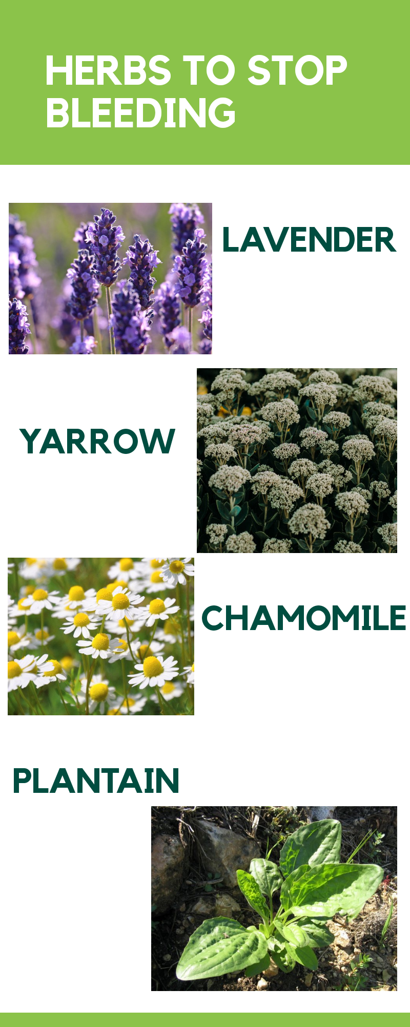 HEALTHABITS Herbs That Help Stop Bleeding