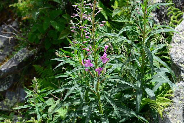 Chamaenerion angustifolium Chamaenerion angustifolium