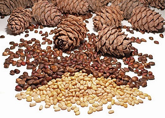 pinhão de cedro a tomskaya oblast a região de tomsk é conhecida ...