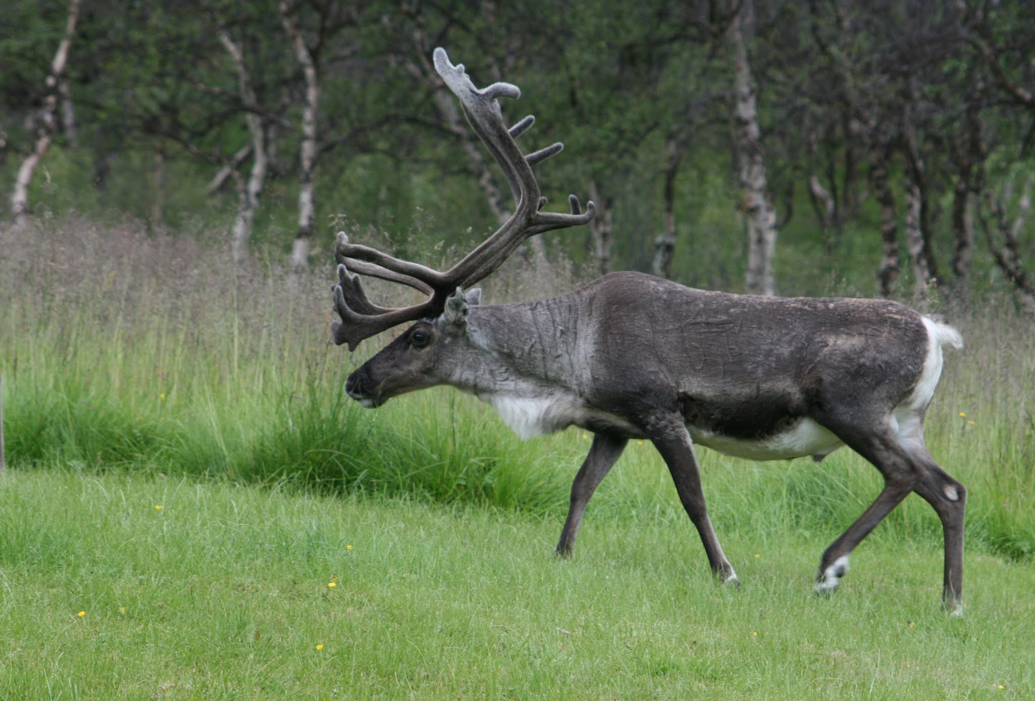 Are caribou and reindeer the same? Are there real reindeer?