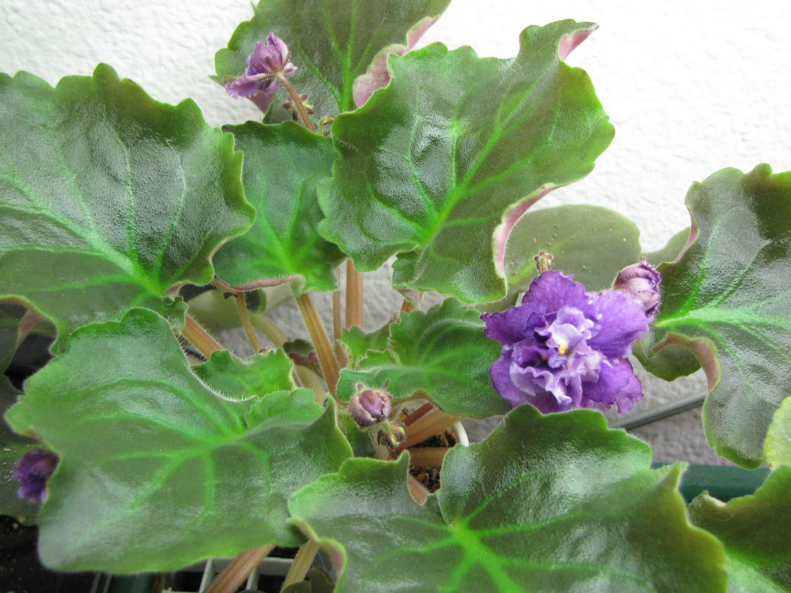 Violets and Mustangs: French Lilac - First Bloom