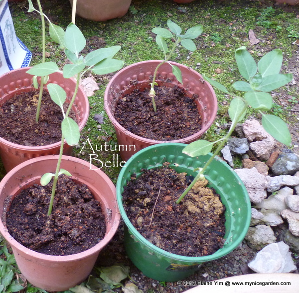 My Nice Garden How I grow sunflowers in Malaysia