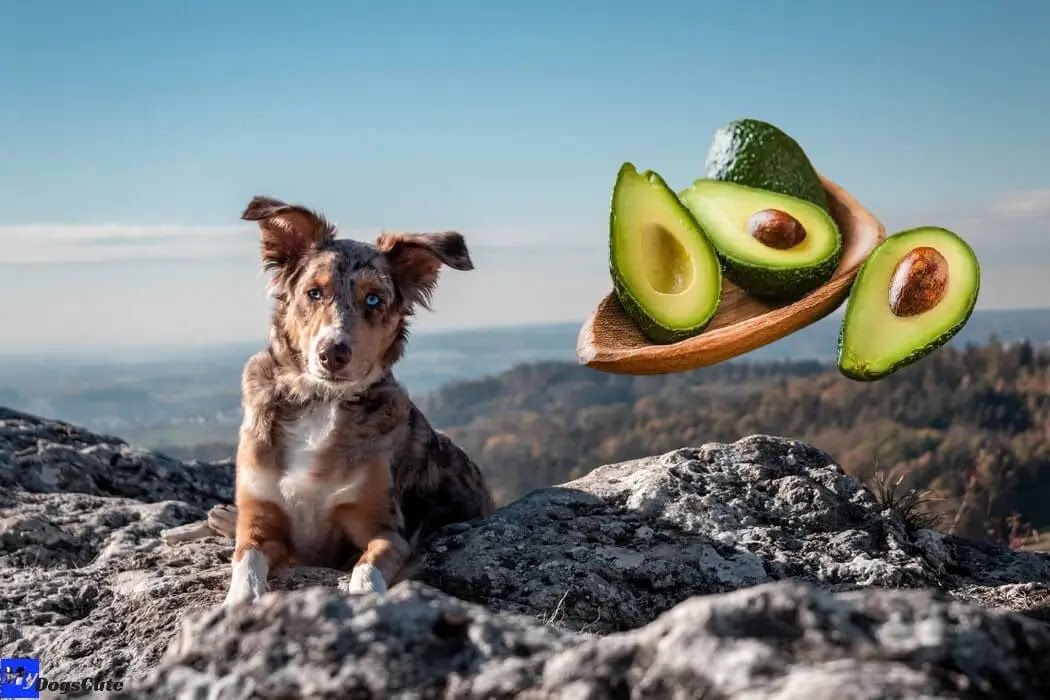 can dogs eat avocado