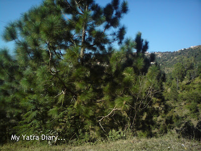 A tree shrub in the Garhwal Himalayas in Uttarakhand