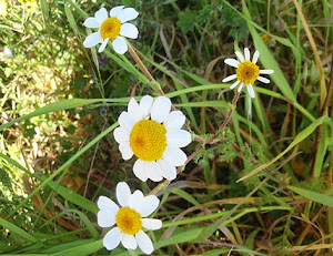Margarita loca (Anacyclus clavatus)flor blanca