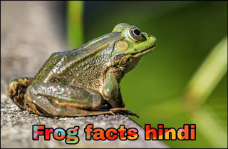 मेंढक के बारे हिन्दी में जानकारी-Frog Information In Hindi