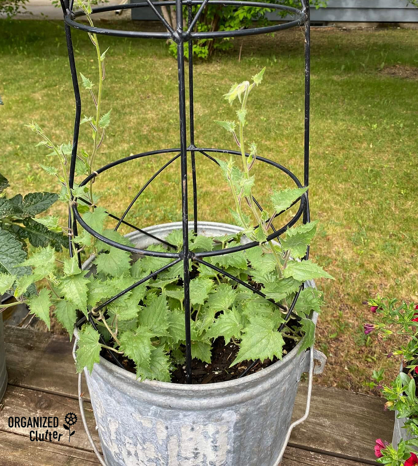 Galvanized Buckets, Annuals, Climbing Vines, And Other Junk Garden