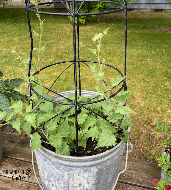 Photo of a bucket with a climbing vine
