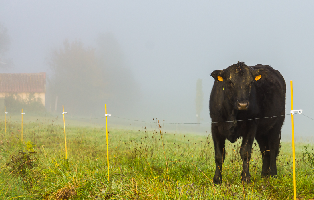 Туман в долине Туман в долине