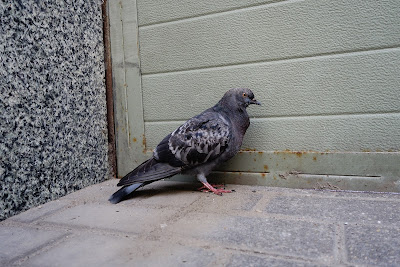 pigeon old and sickly