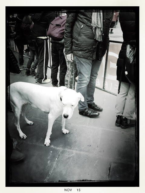 Dogs of Florence, dogs, Florence, Italy, canines, travel, marathon