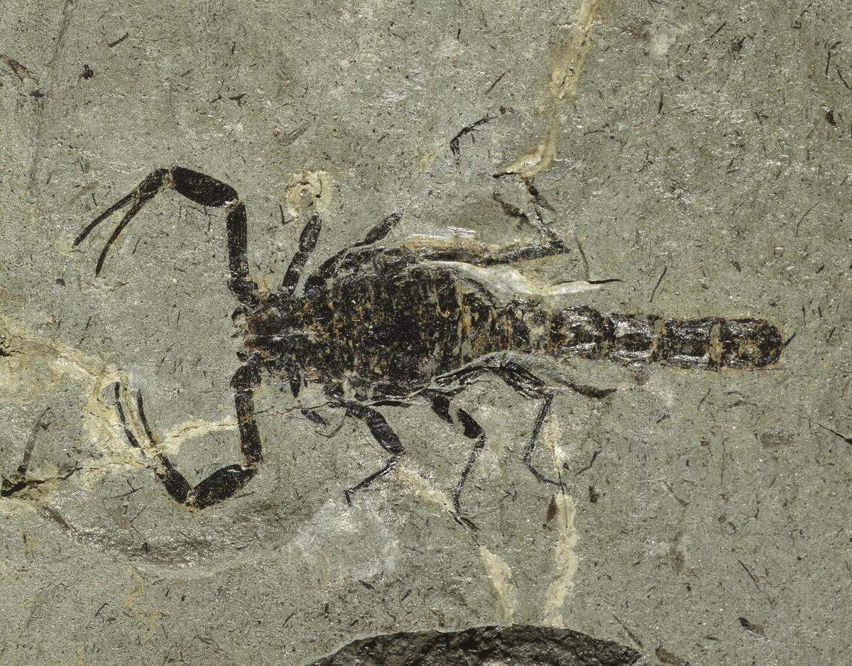 Oldest Scorpion Fossil Discovered