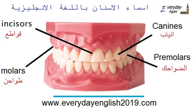 مفردات اسماء الاسنان بالانجليزي و العربي حصريا لاتفوتها