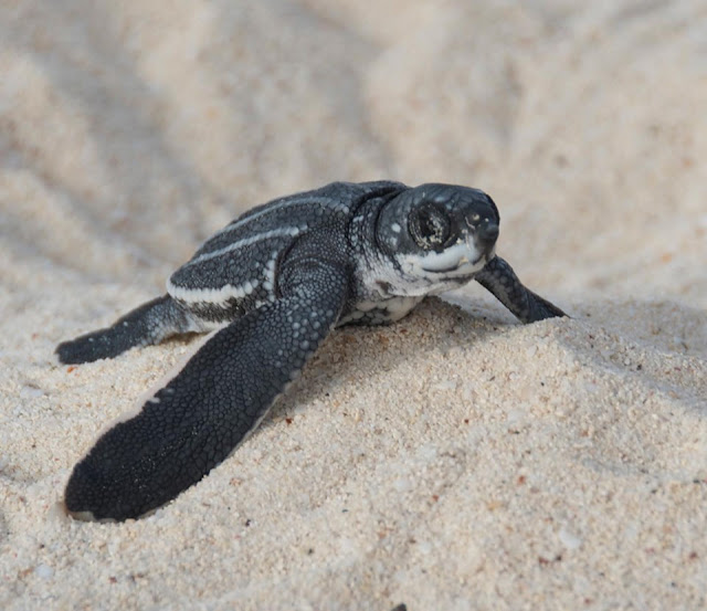 Adopt And Track An Adorable Sea Turtle With The Sea Turtle Conservancy ...
