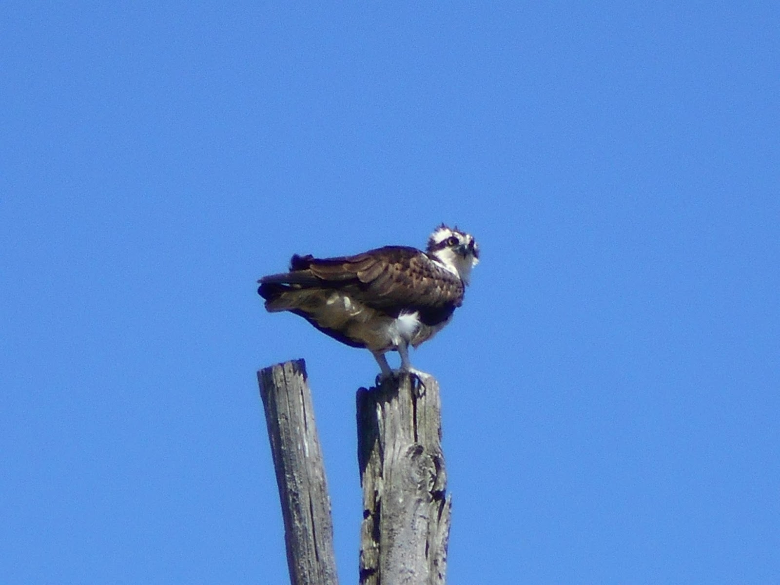 New York State of Mind OSPREY AGAIN