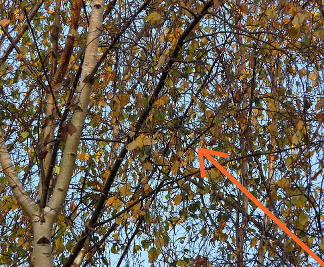 Wild And Wonderful November 2011